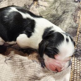 Rowen - Tri-Roan female English Springer Spaniel puppy in Derby, Vermont from Ledge N' Tree English Springer Spaniels