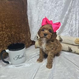 Sookie 2 lb 6 oz - Red  female Goldendoodle puppy in Floyd, Virginia from Hearts and Paws Poodles and Doodles