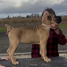 Girl 3 - female Cane Corso puppy in Dayton, Oregon from BlackStar Cane Corso