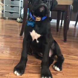 Boxer Puppies from Mount Juliet Boxers of Nabors