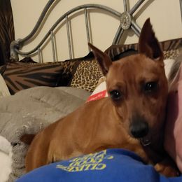 Pixie - Miniature Pinscher
