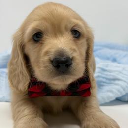 Wonder - Cream male Dachshund puppy in Murfreesboro, Tennessee from Kimbrie's Dream Cream Doxies