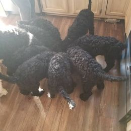Poodle Puppies from A &A Pinedale Woods Standard Poodles