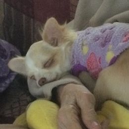 Chihuahuas from Chihuahua momma