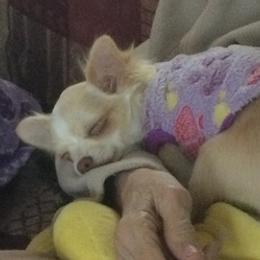 Chihuahuas from Chihuahua momma