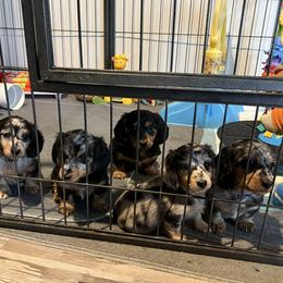 Dachshund Puppies from Miniature Dreams Dachshunds
