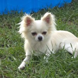 Chihuahua Puppies from Angelique Dalley