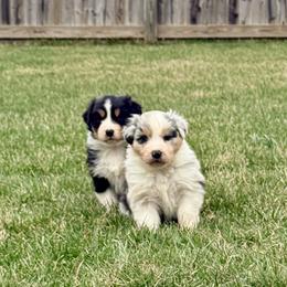Beau - Blue merle male Australian Shepherd puppy in Ashland, Ohio from SS Australian Shepherds