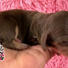 Faith - Chocolate and cream female Dachshund puppy in Mesquite, Texas from AB Dachshund