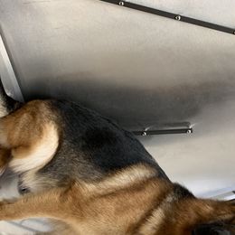 Maggie - German Shepherd