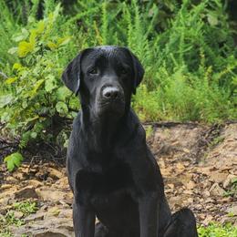 Hardy - Labrador Retriever