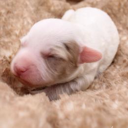 Sour Patch - White female Havapoo puppy in Hendersonville, North Carolina from Grayfinn House