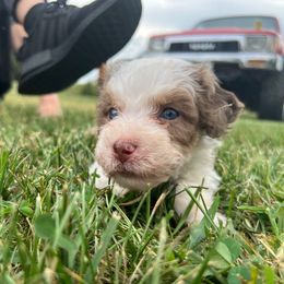 Faith - Merle female Bernedoodle puppy in Warrensburg, Missouri from Dreamer Ridge Puppies
