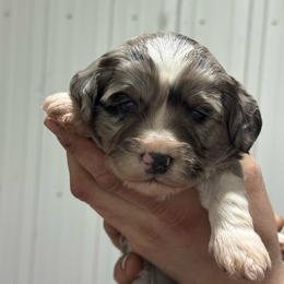 Blaze - Blue merle male Bernedoodle puppy in Petersburg, Michigan from Brittany’s Mini Bernedoodles