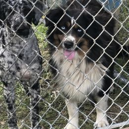 Oakley - Miniature Australian Shepherd