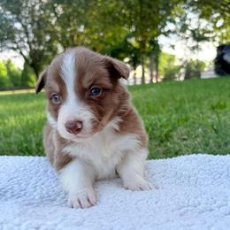 Sam - Chocolate male Border Collie puppy in Chattanooga, Tennessee from Ross Vegas Kennels