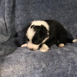 Ironhide - Black and white male Border Collie puppy in Crawfordsville, Indiana from Rescued Dreams Border Collies