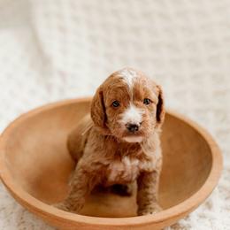 Rescue (tan collar) - Red  male Goldendoodle puppy in Apopka, Florida from The Classic Doodle