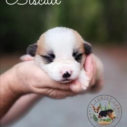 Biscuit - Red male Pembroke Welsh Corgi puppy in Cameron, North Carolina from Butts Family Corgis