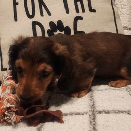 Clyde's Favorite - Sable male Dachshund puppy in Goodman, Missouri from Darling Dachshunds