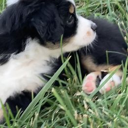 Miniature Australian Shepherd Puppies from Fancy Creek Mini Aussies