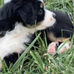 Miniature Australian Shepherd Puppies from Fancy Creek Mini Aussies