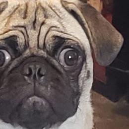 Pugs from Spillman's Pugs