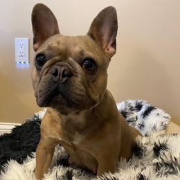 French Bulldogs from Muddy River Frenchies