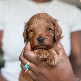 Boy 3 - male Cavapoo puppy in Medford, Oregon from Birdie's Nest