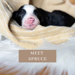 Boy 3 - Black and white Sheepadoodle puppy in North Carolina from Nomad's Doodles