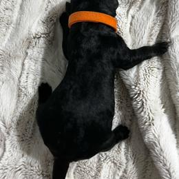 Orange Collar - Pepper and salt male Giant Schnauzer puppy in Atoka, Oklahoma from Hannah's Haus & Farm