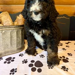 Light Purple Female - Tri-color female Bernedoodle puppy in Priest River, Idaho from HooDoodles