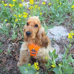 Ricky - Golden male English Cocker Spaniel puppy in Buffalo, Texas from The Elite ECS