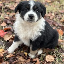 Old Dan - Black tri-color male Australian Shepherd puppy in Piedmont, Oklahoma from 101 Aussies