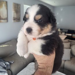 Australian Shepherd Puppies from Maverick Farms Australian Shepherds