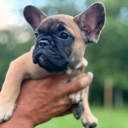 Rockit - Fawn male French Bulldog puppy in Morrow, Ohio from Frenchie-Club