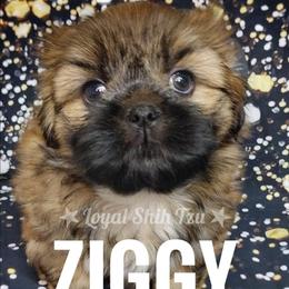 Ziggy - Gold and white male Shih Tzu puppy in Peoria, Arizona from Loyal Shih Tzu
