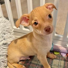 Tony - Fawn and white male Chihuahua puppy in North Carolina & Lake Placid., North Carolina from Precious Petite Puppies