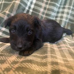 Buzz (Purple) - Black male Scottish Terrier puppy in Jefferson, North Carolina from McGuire’s High Country Terriers