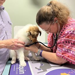 Collie Puppies from Rogue Valley Rough Collies