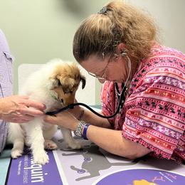 Collie Puppies from Rogue Valley Rough Collies