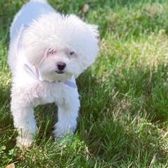 Mal-Shis from Purrfect Pups Boutique