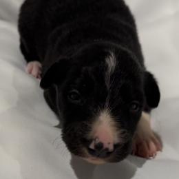 Rory - Black and white male Border Collie puppy in Paris, Texas from Broadmoor Farm
