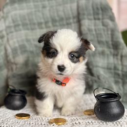 Orange Female - Black and tan female Pembroke Welsh Corgi puppy in La Porte City, Iowa from Cedar River Corgis