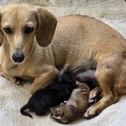 Dachshund puppies from Kingpindoxies