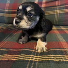 AKC black and cream female - Black and cream female Dachshund puppy in Tazewell, Virginia from Appalachian Dachshunds