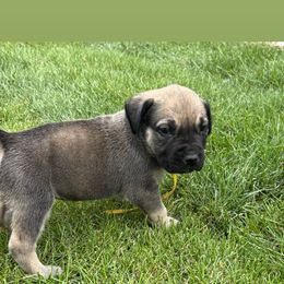 Yellow collar - Fawn female Boerboel puppy in Colorado Springs Co, Colorado from On The Peak Boerboel