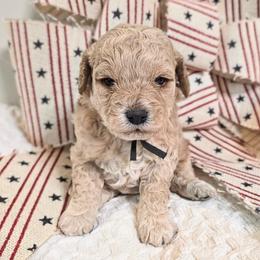Rhett - Apricot male Cavapoo puppy in Gunnison, Utah from Curls and Camo Pups