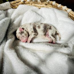 Bali - Merle male Pomsky puppy in Greenville, South Carolina from Thicketty Mountain Pomskies