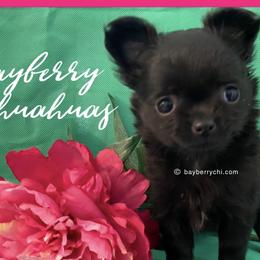 Chihuahua Puppies from Bayberry Chihuahuas